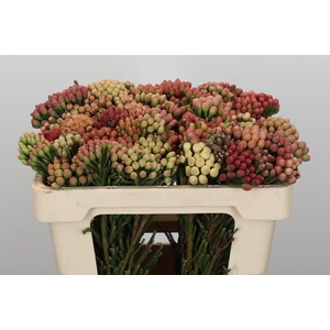 Kaaps Groen Red Brunia Small
