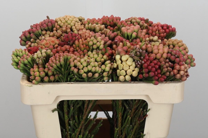 <h4>Kaaps Groen Red Brunia Small</h4>