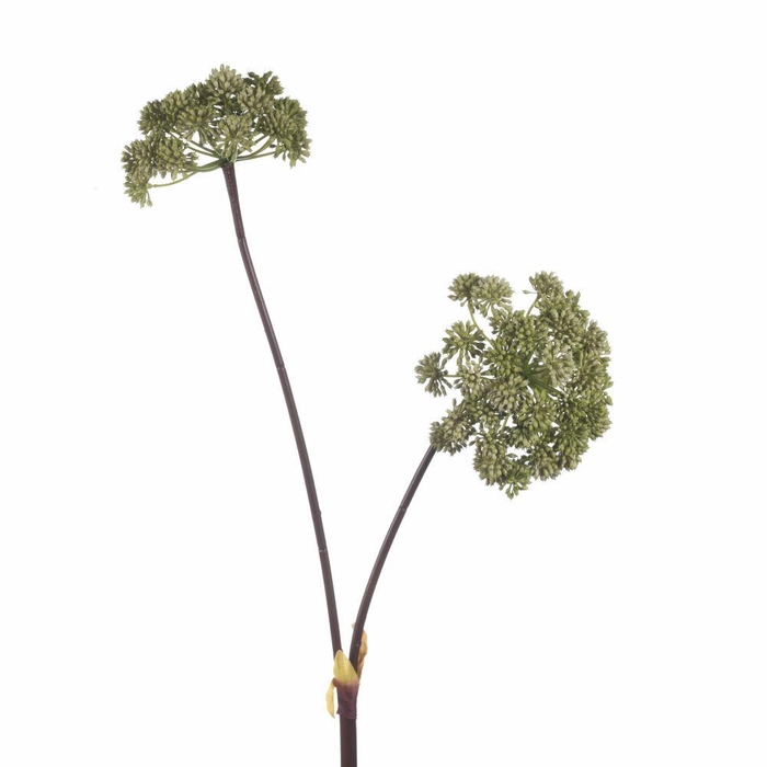 <h4>AF Angelica x2 L116cm Green</h4>