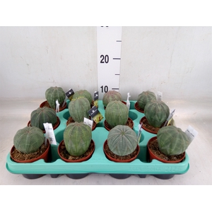 Euphorbia   ...