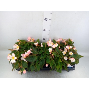 Begonia boliv. 'Angel Pink'