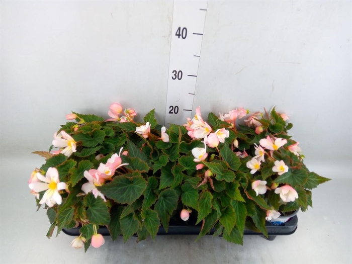 <h4>Begonia boliv. 'Angel Pink'</h4>
