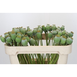 Papaver Zaaddoos