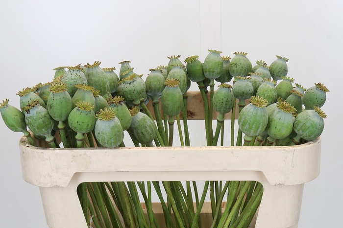 <h4>Papaver Zaaddoos</h4>