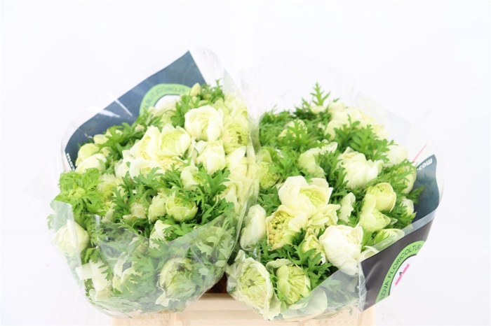 <h4>Anem Levante White</h4>