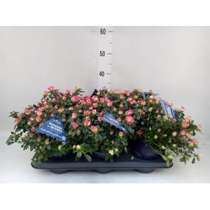 Rhododendron sim. 'Hor Chris Matto'