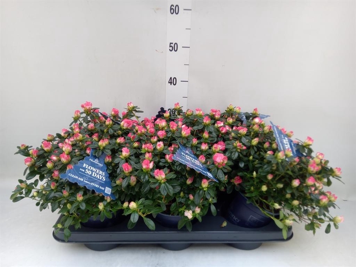 <h4>Rhododendron sim. 'Hor Chris Matto'</h4>