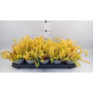 Sedum   ...
