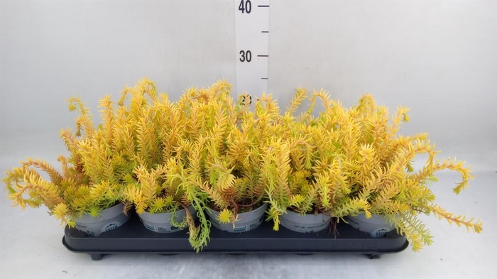 <h4>Sedum   ...</h4>