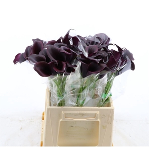 Calla Odessa
