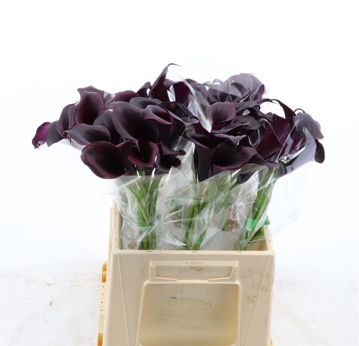 <h4>Calla Odessa</h4>