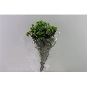 Dried Ozothamnus L Green Bunch Slv