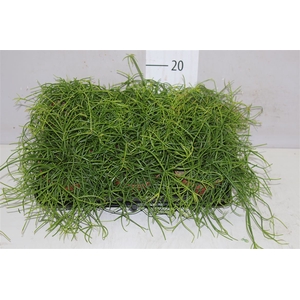 Rhipsalis Cassutha