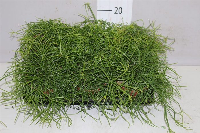 Rhipsalis Cassutha