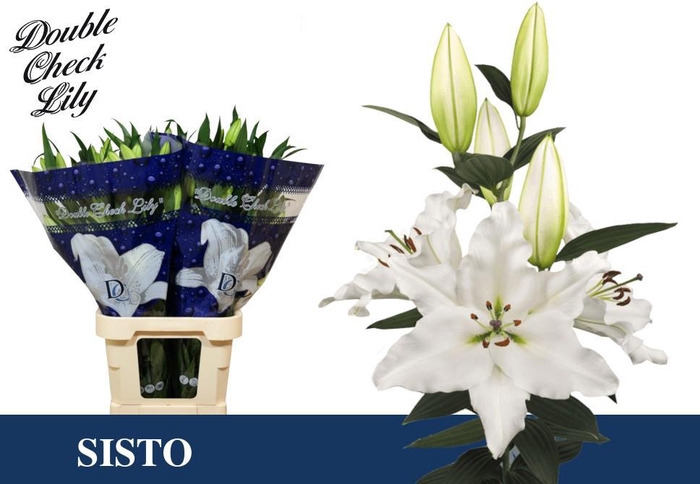 <h4>LI OR SISTO</h4>