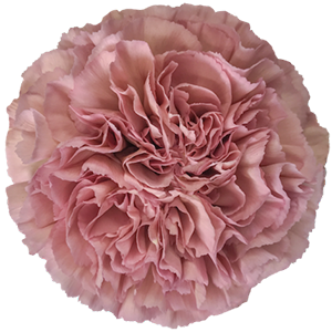 <h4>DIAN.ST. Lege Pink</h4>