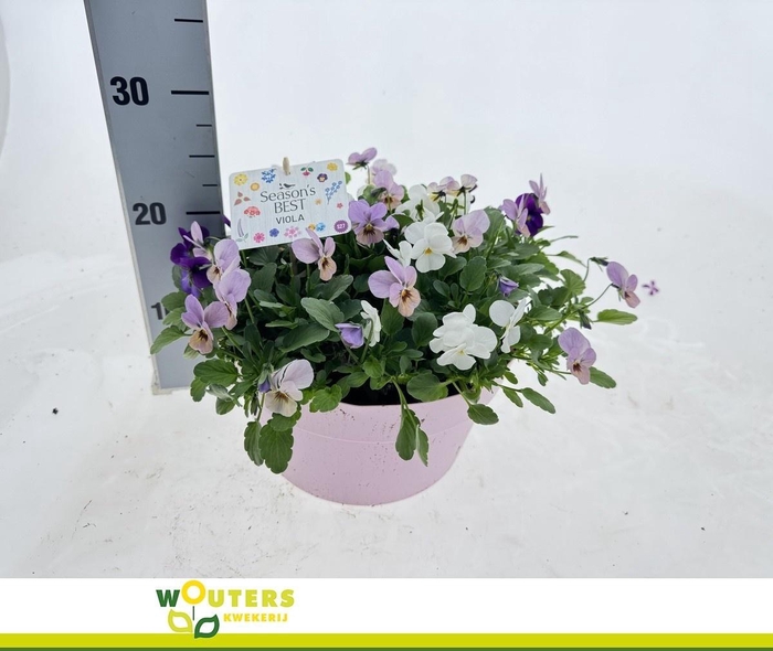 <h4>VIO CO END GEM</h4>