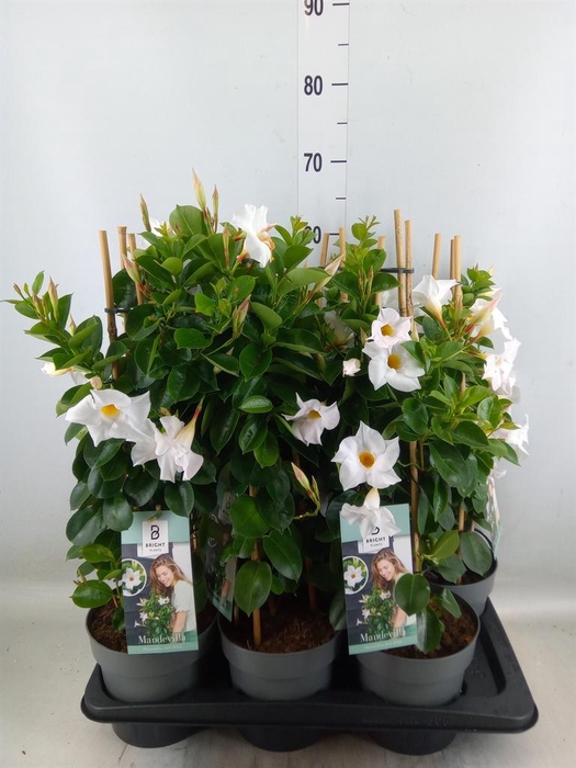 <h4>Mandevilla am. 'Diaman Jade White'</h4>