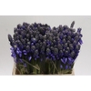 Scilla Blue