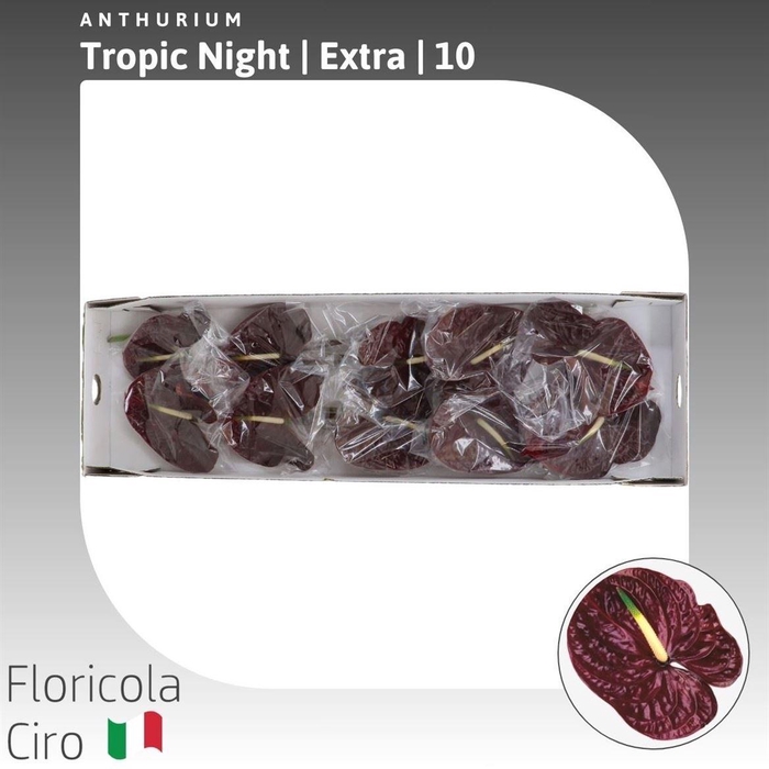 Anthurium Tropic Night