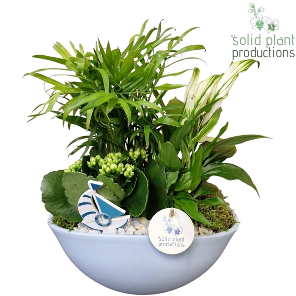 <h4>AAN005 Eyleen Blue Actie</h4>