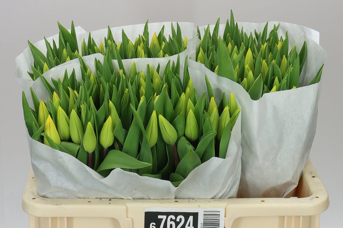 <h4>Tulipa En Strong Gold</h4>