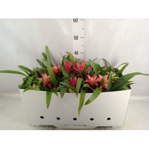 Guzmania   ...mix 7