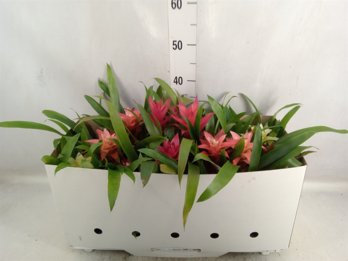 <h4>Guzmania   ...mix 7</h4>