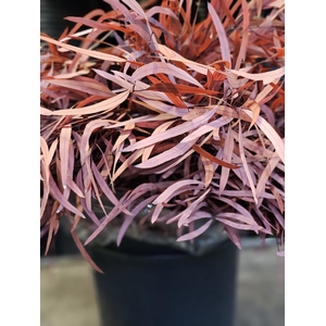 GESTABILISEERD EUC NICHOLLI ROOD