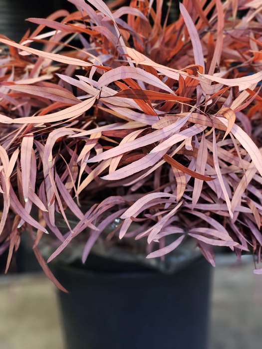 <h4>GESTABILISEERD EUC NICHOLLI ROOD</h4>