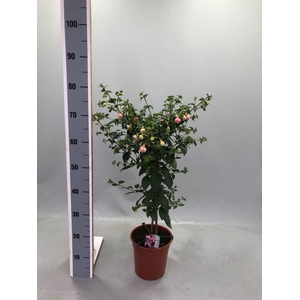 FUCHSIA PAULA JANE