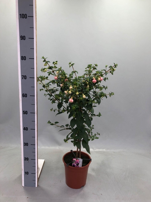 <h4>FUCHSIA PAULA JANE</h4>