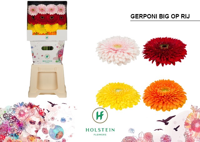 <h4>Gerbera Pomponi Mix Pomponi Diamond</h4>