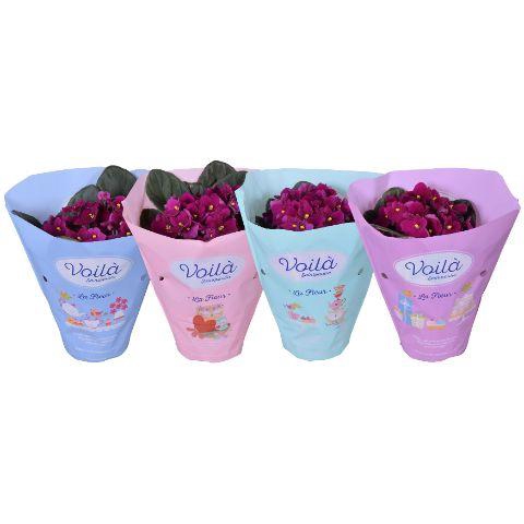 <h4>Saintpaulia Rood voila ''la Fleur''x8</h4>