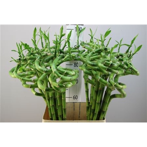 Lucky Bamboo Spiraal 90