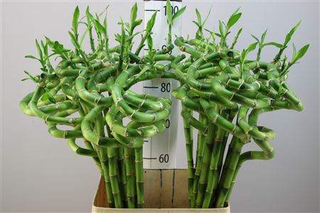 <h4>Lucky Bamboo Spiraal 90</h4>