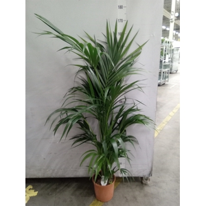 Howea forsteriana