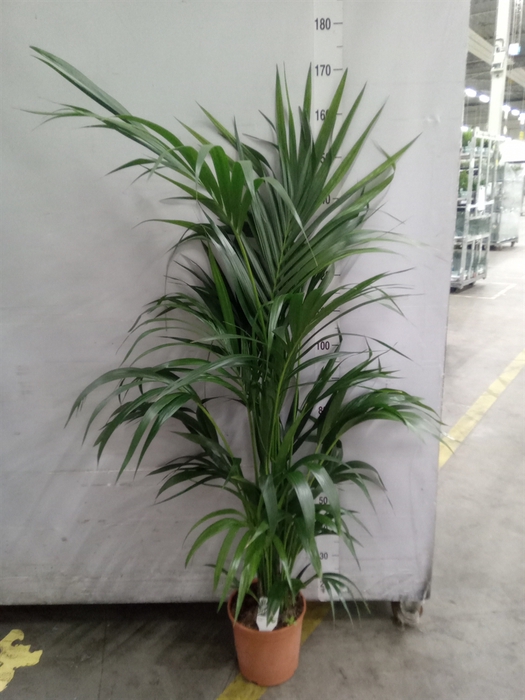 <h4>Howea forsteriana</h4>