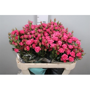 R Tr Baby Pink Yo-yo