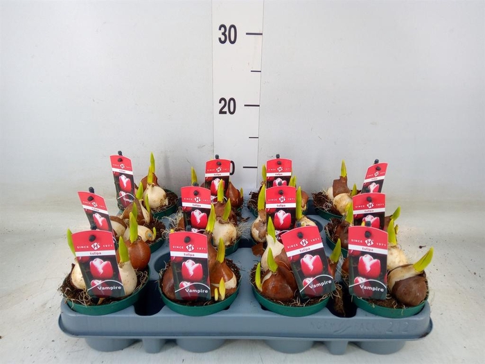 <h4>Tulipa   ...</h4>