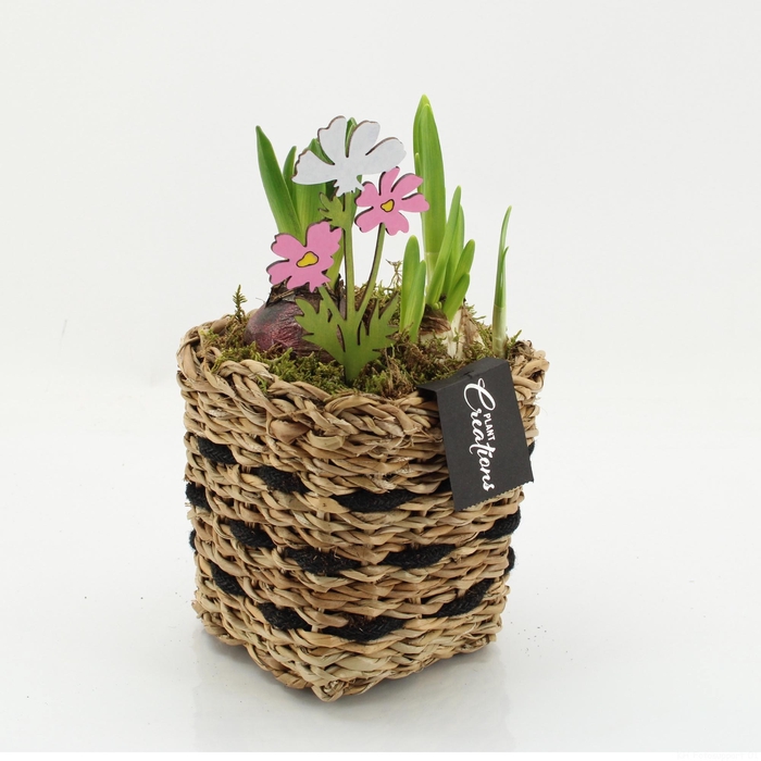 <h4>BLCR-2612 Bulbs creations</h4>