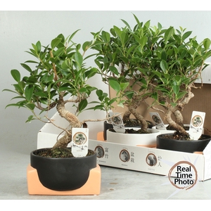 BONSAI GEM