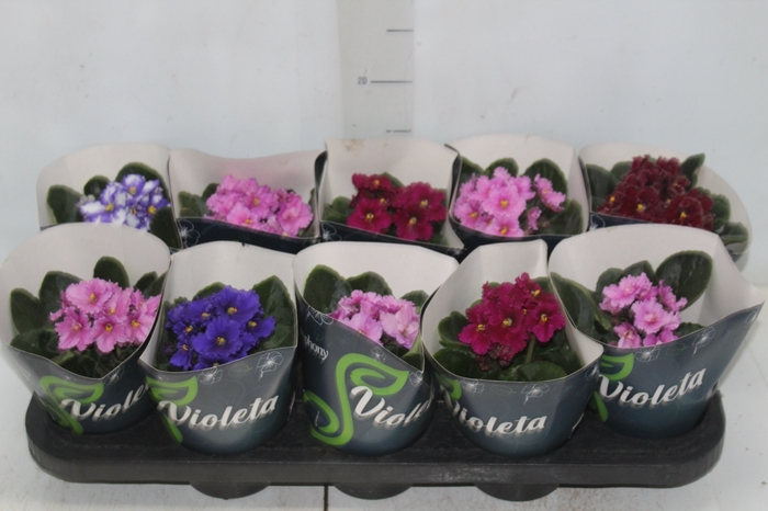 <h4>VIOLETA P11</h4>