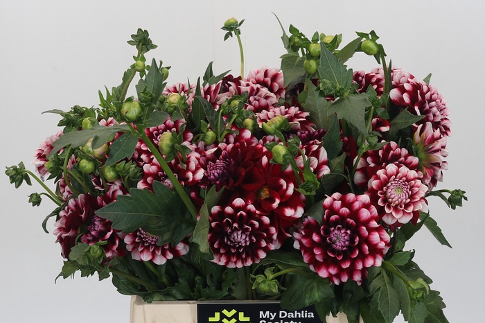 <h4>Dahlia Quinty</h4>