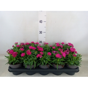 Dianthus car. 'Peman Violet'