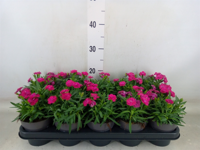<h4>Dianthus car. 'Peman Violet'</h4>