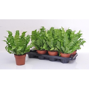 Asplenium nidus Crispy Wave 12Ø 27cm