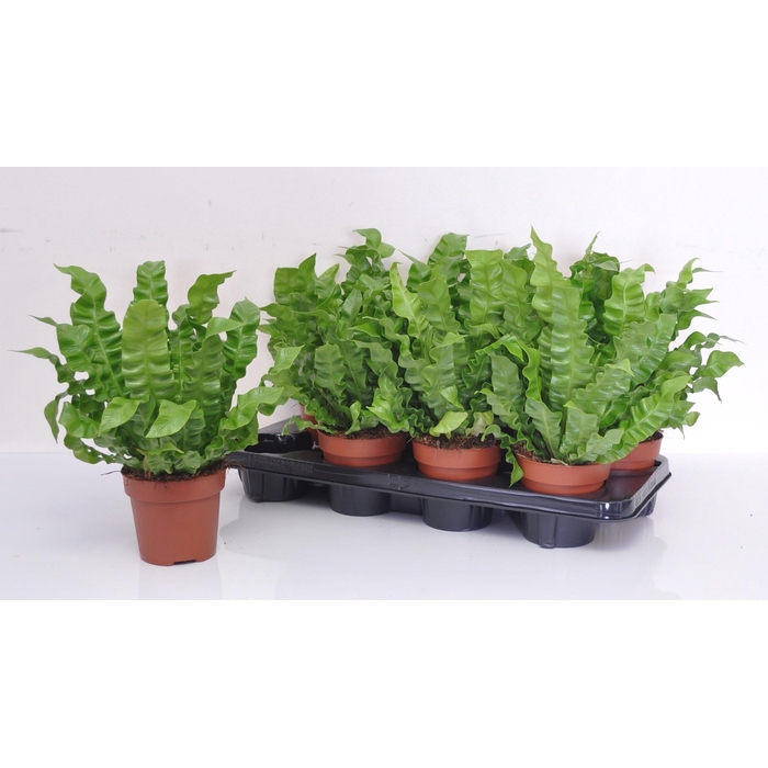 <h4>Asplenium nidus Crispy Wave 12Ø 27cm</h4>