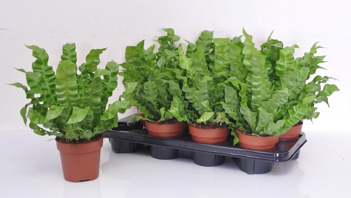Asplenium nidus Crispy Wave 12Ø 27cm
