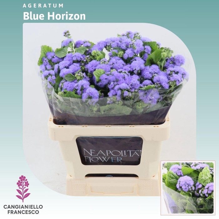 <h4>AGER H BLUE HORIZON</h4>